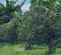 Abalimi b’amayirungi tebamanyi kiddako ku misiri gyabwe gyebaalima – ng’etteeka erigawera terinayisibwa