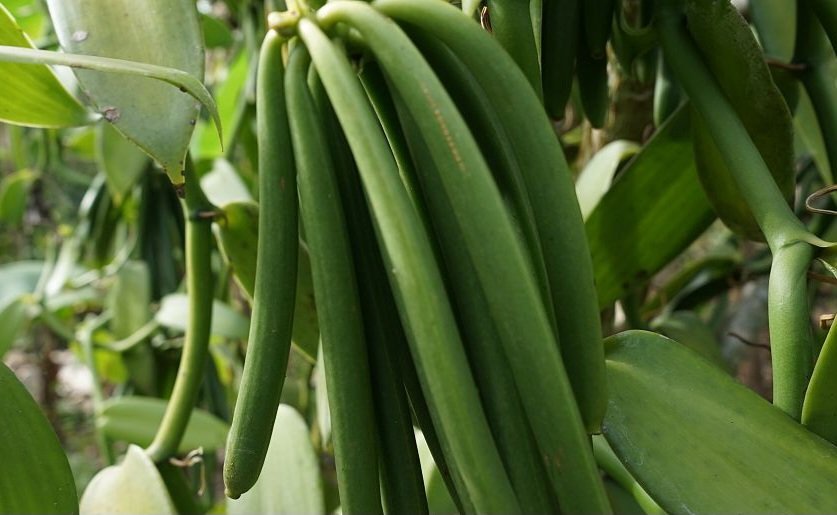 Ab’e Kalungu baweze okutunda Vanilla ku Sunday