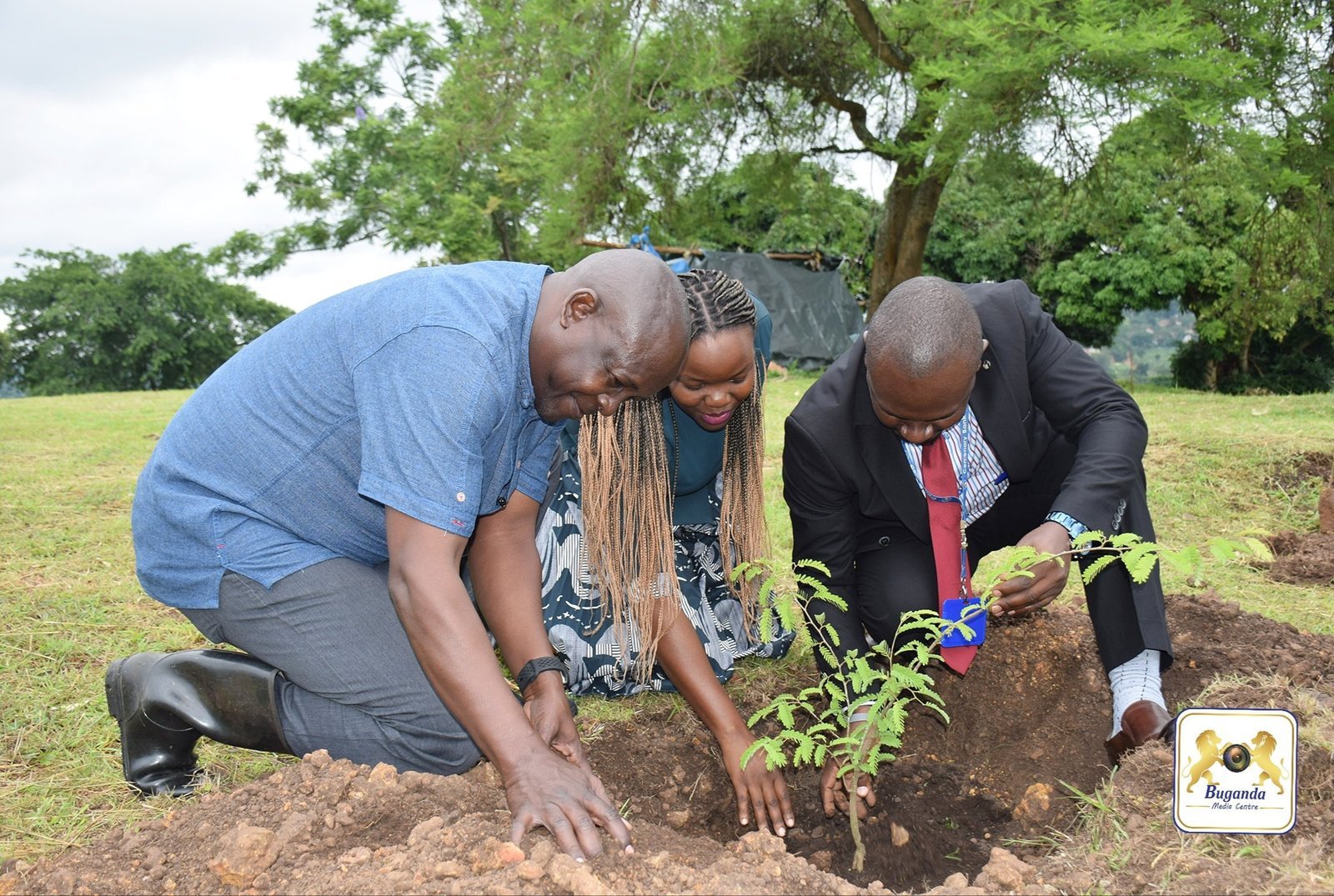 Enkuluze ng’akolagana ne Centenary bank batandise okusiimba emiti egy’ebyafaayo mu lubiri lwa Kabaka olw’e Nkoni- emiti 2500 gyejigenda okusiimbwa