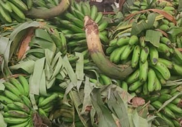 Eno y’Entanda 2024: Kyoyagala tekikwagala – Gy’okuba olubuto entumbwe ekubayo mabega