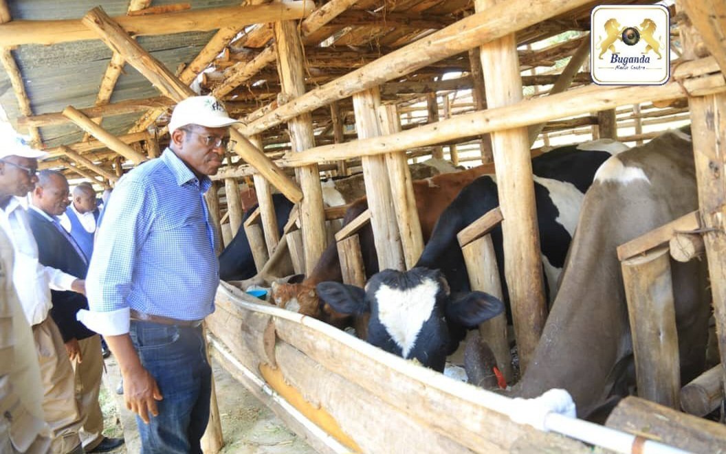 Katikkiro Mayiga alambudde abalimi b’emmwanyi n’abalunzi mu Mawokota