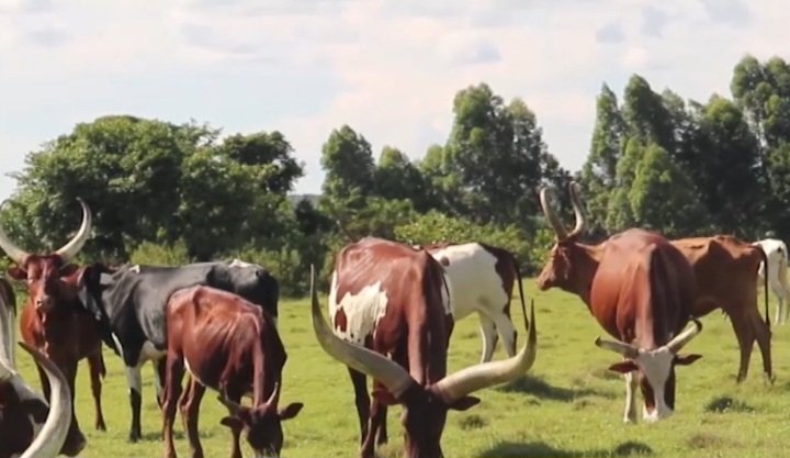 Okulwanyisa kalusu okwetoloola Uganda – district ye Ssembabule efunye ddoozi emitwalo 16