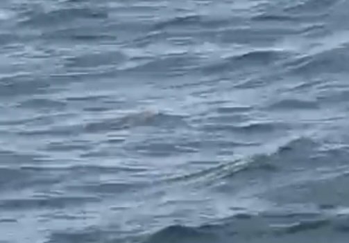 Police etandise okunoonyereza ku ngeri abaagalana 2 bwebaagudde mu nnyanja nebafiiramu Entebbe