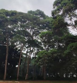 Prof.Gilbert Bukenya alagidde nti ebyapa byonna ebiri ku kibira kya government eky’e Kitubulu Ntebbe bisazibwemu