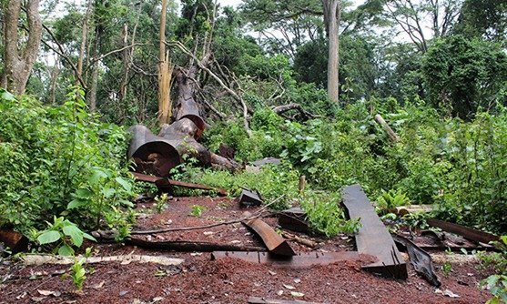 Simba omuti leero weeyunge ku lutalo lw’okukkakkanya ekibuguumirize ekiyitiridde