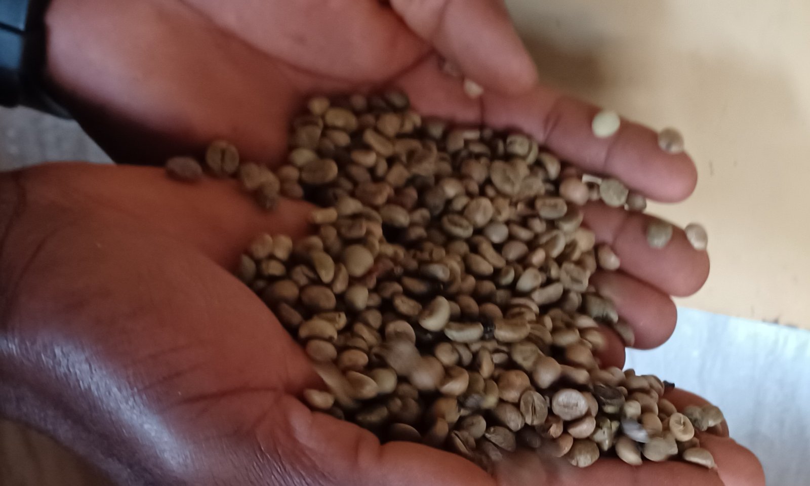 Uganda ekwata ekifo kya 8 ku mawanga agasinga okulima emmwanyi – enteekateeka y’emmwanyi terimba eyongera okuwa esuubi